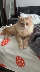 Lost Male Cat last seen Keith bridge, Gainesville, GA 30506