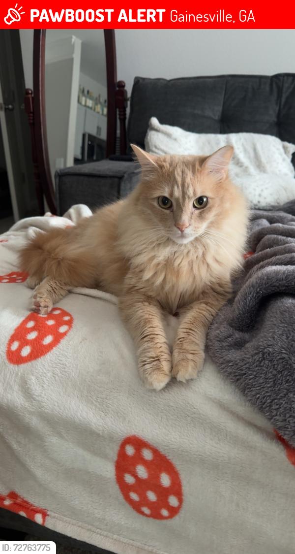 Lost Male Cat last seen Keith bridge, Gainesville, GA 30506