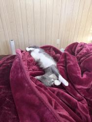 Lost Female Cat last seen Sharps, Santee, CA 92071