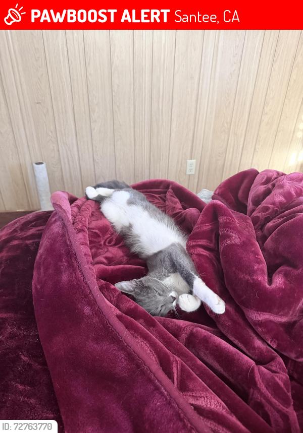 Lost Female Cat last seen Sharps, Santee, CA 92071