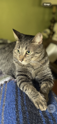 Lost Male Cat last seen Marmion, Los Angeles, CA 90065