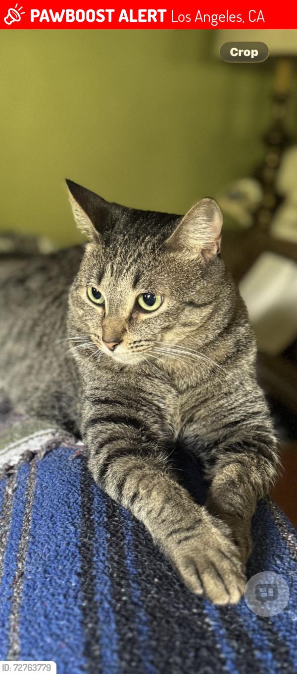 Lost Male Cat last seen Marmion, Los Angeles, CA 90065