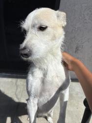 Lost Female Dog last seen By Donald Jordan apmts in garden grove , Garden Grove, CA 92840