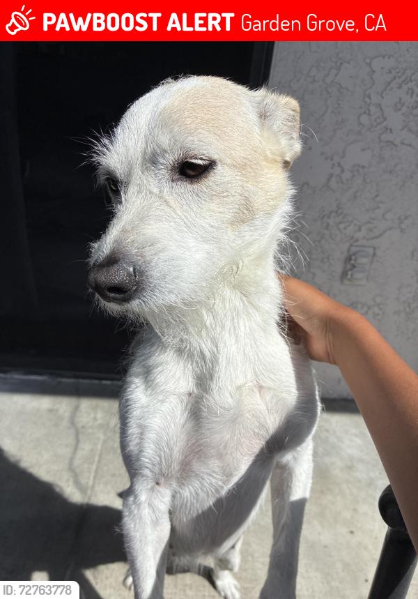 Lost Female Dog last seen By Donald Jordan apmts in garden grove , Garden Grove, CA 92840