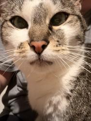 Lost Male Cat last seen Linaria and Daphne , Montgomery, TX 77316