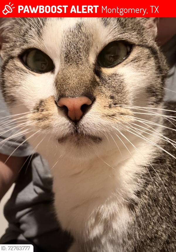 Lost Male Cat last seen Linaria and Daphne , Montgomery, TX 77316