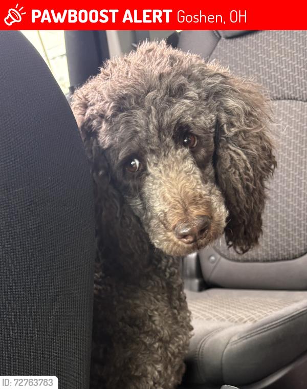 Lost Female Dog last seen Stumpy and Goshen Rd, Goshen, OH 45122