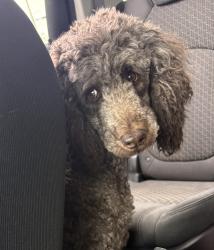 Lost Female Dog last seen Stumpy and Goshen Rd, Goshen, OH 45122