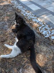 Lost Male Cat last seen Breezeway ct, Bloomingdale, FL 33511