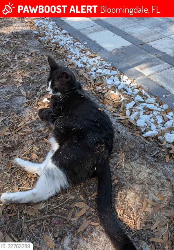 Lost Male Cat last seen Breezeway ct, Bloomingdale, FL 33511