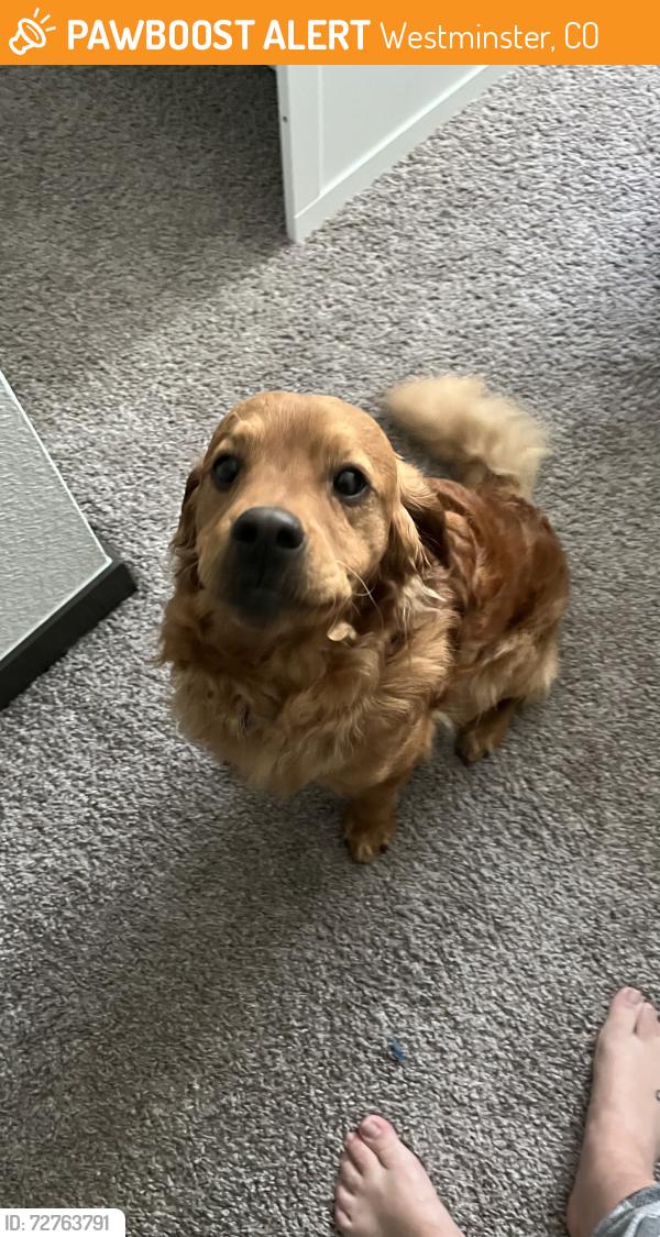 Found/Stray Unknown Dog last seen Promenade Dr N, Westminster, CO 80020