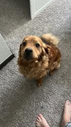 Found/Stray Unknown Dog last seen Promenade Dr N, Westminster, CO 80020