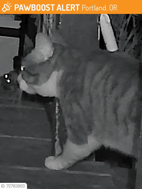 Found/Stray Unknown Cat last seen NE 17th Ave and NE Alberta St, Portland, OR 97211, Portland, OR 97211