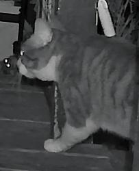 Found/Stray Unknown Cat last seen NE 17th Ave and NE Alberta St, Portland, OR 97211, Portland, OR 97211