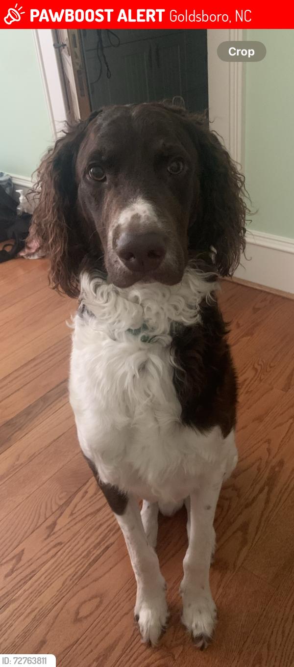 Lost Male Dog last seen Patetown road, Goldsboro, NC 27530