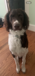 Lost Male Dog last seen Patetown road, Goldsboro, NC 27530