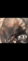 Lost Male Ferret last seen Belle flower court, holly run court, Spartanburg, SC 29303