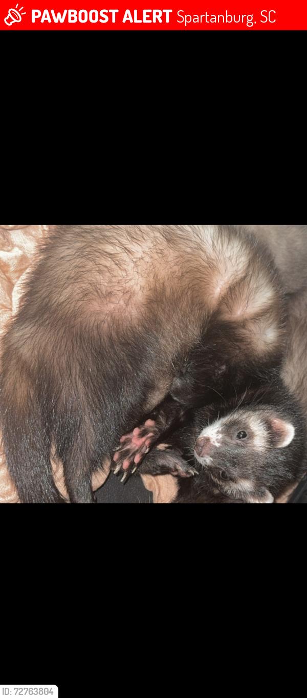 Lost Male Ferret last seen Belle flower court, holly run court, Spartanburg, SC 29303