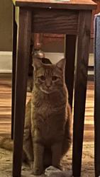 Lost Male Cat last seen Lakeside ests, Houston, TX 77042