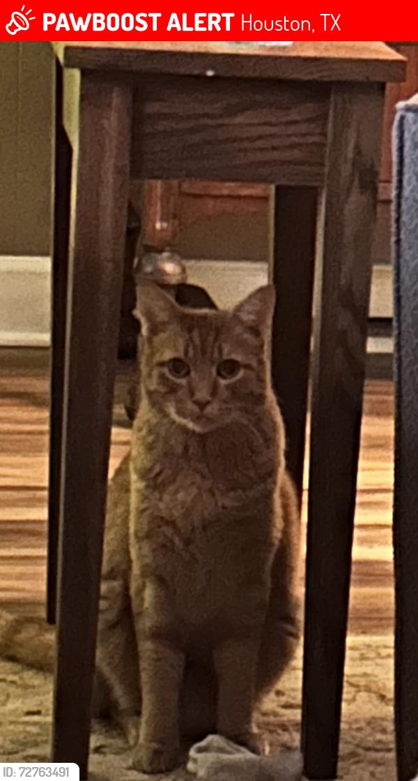 Lost Male Cat last seen Lakeside ests, Houston, TX 77042