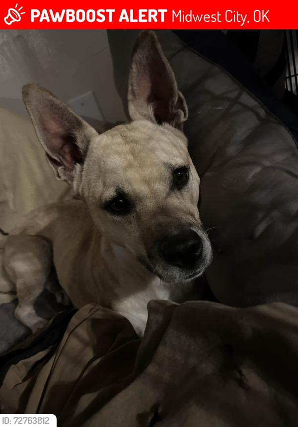 Lost Female Dog last seen Warren Drive, near Rose State College , Midwest City, OK 73110