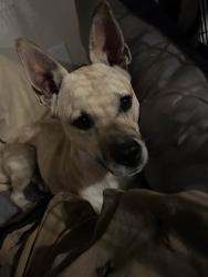 Lost Female Dog last seen Warren Drive, near Rose State College , Midwest City, OK 73110