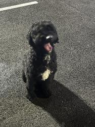 Found/Stray Unknown Dog last seen Near Ft Washington Marina, Fort Washington, MD 20744