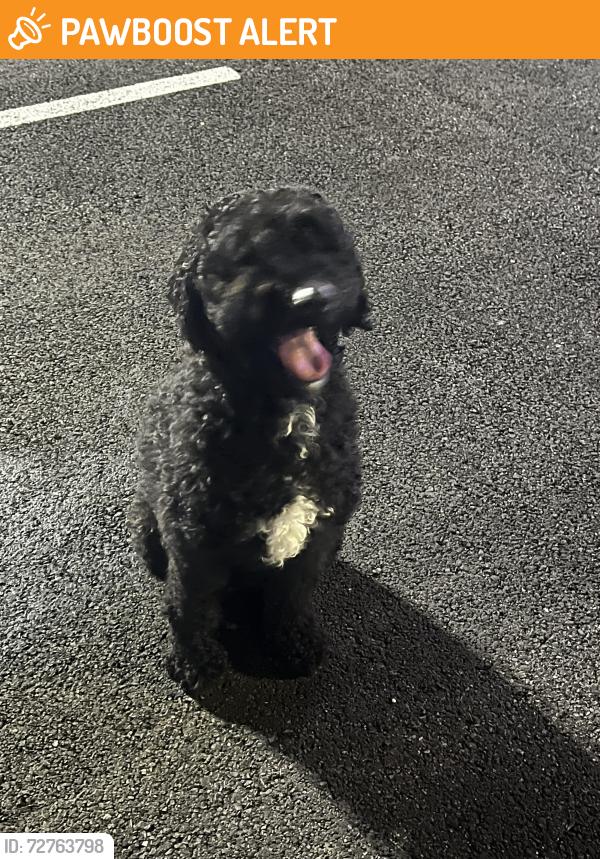Found/Stray Unknown Dog last seen Near Ft Washington Marina, Fort Washington, MD 20744