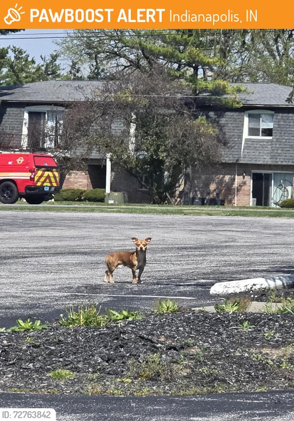 Found/Stray Male Dog last seen Thompson ave an Carson ave, Indianapolis, IN 46227