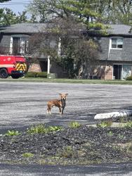 Found/Stray Male Dog last seen Thompson ave an Carson ave, Indianapolis, IN 46227
