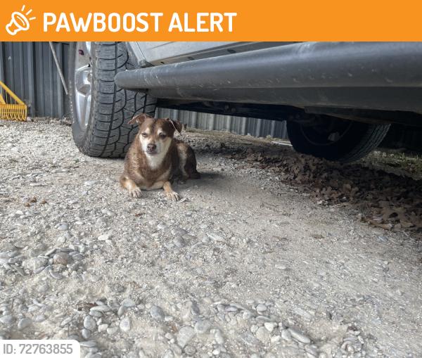 Found/Stray Male Dog last seen Private Road 6106, Henderson County, TX 75143