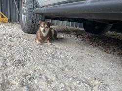 Found/Stray Male Dog last seen Private Road 6106, Henderson County, TX 75143