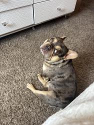 Lost Male Dog last seen Malik ave ceres CA, Ceres, CA 95307
