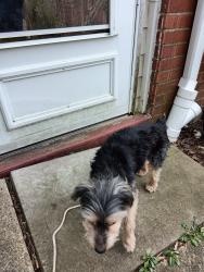 Found/Stray Male Dog last seen Hitor, Pittsburgh, PA 15236
