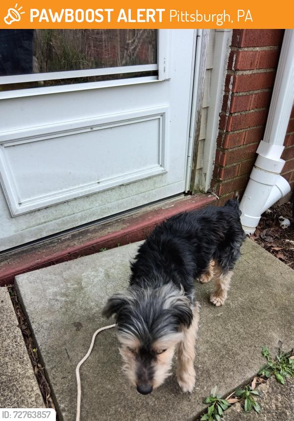 Found/Stray Male Dog last seen Hitor, Pittsburgh, PA 15236