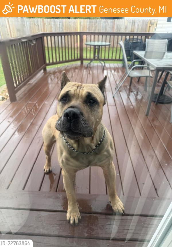 Found/Stray Male Dog last seen E Pierson Rd & N Vassar Rd “Birdland” , Genesee County, MI 48437