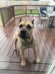 Found/Stray Male Dog last seen E Pierson Rd & N Vassar Rd “Birdland” , Genesee County, MI 48437