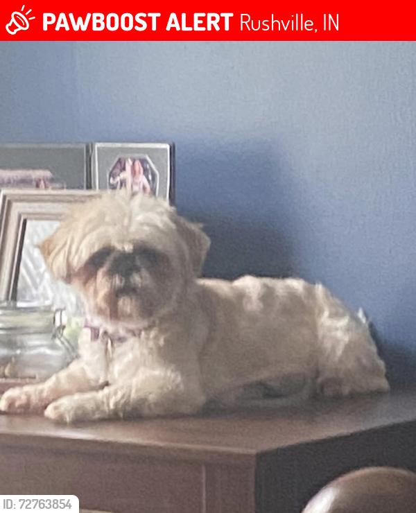 Lost Female Dog last seen Waggoner Dr. and N. Spencer St., Rushville, IN 46173
