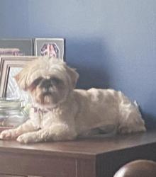 Lost Female Dog last seen Waggoner Dr. and N. Spencer St., Rushville, IN 46173