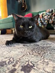 Lost Male Cat last seen Near N 400 W St. George, UT, St. George, UT 84770