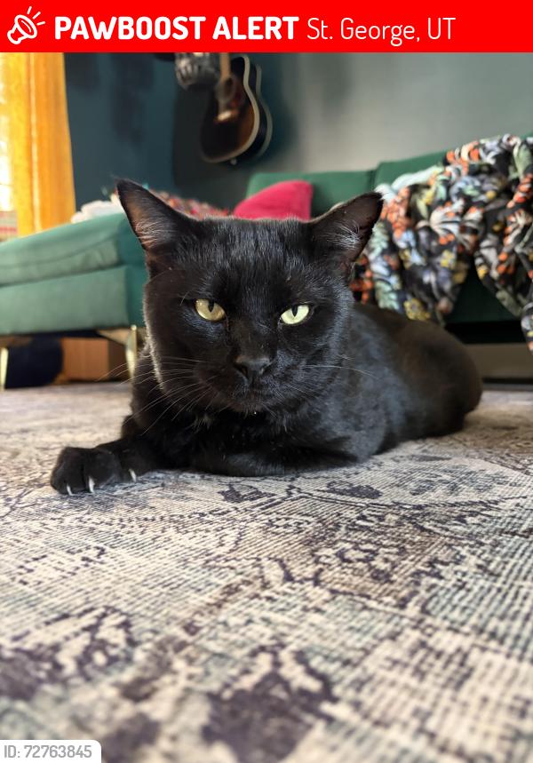 Lost Male Cat last seen Near N 400 W St. George, UT, St. George, UT 84770