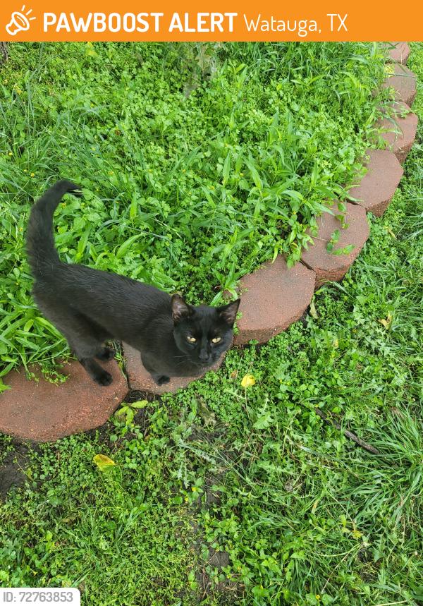 Found/Stray Female Cat last seen Betsy Ross Ct. & Bunker Blvd., Watauga, TX 76148