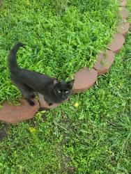 Found/Stray Female Cat last seen Betsy Ross Ct. & Bunker Blvd., Watauga, TX 76148