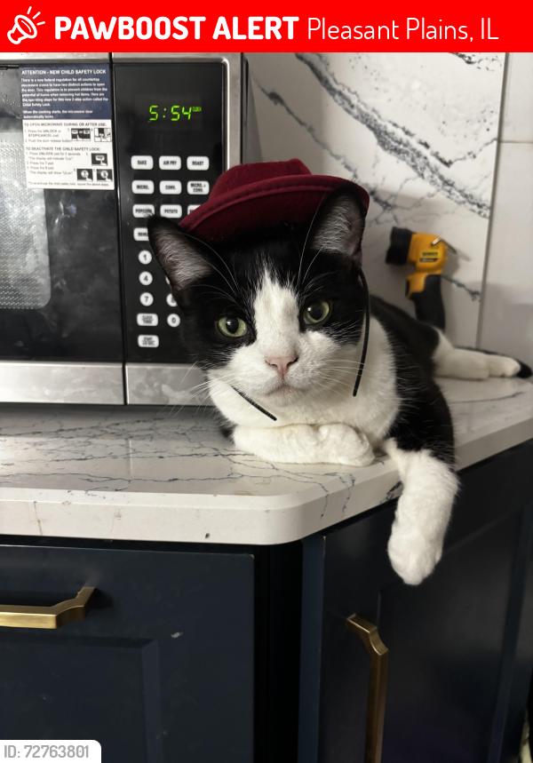 Lost Male Cat last seen Clay st, Pleasant Plains, IL 62677