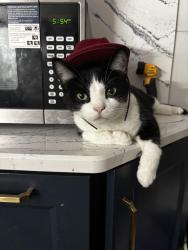 Lost Male Cat last seen Clay st, Pleasant Plains, IL 62677