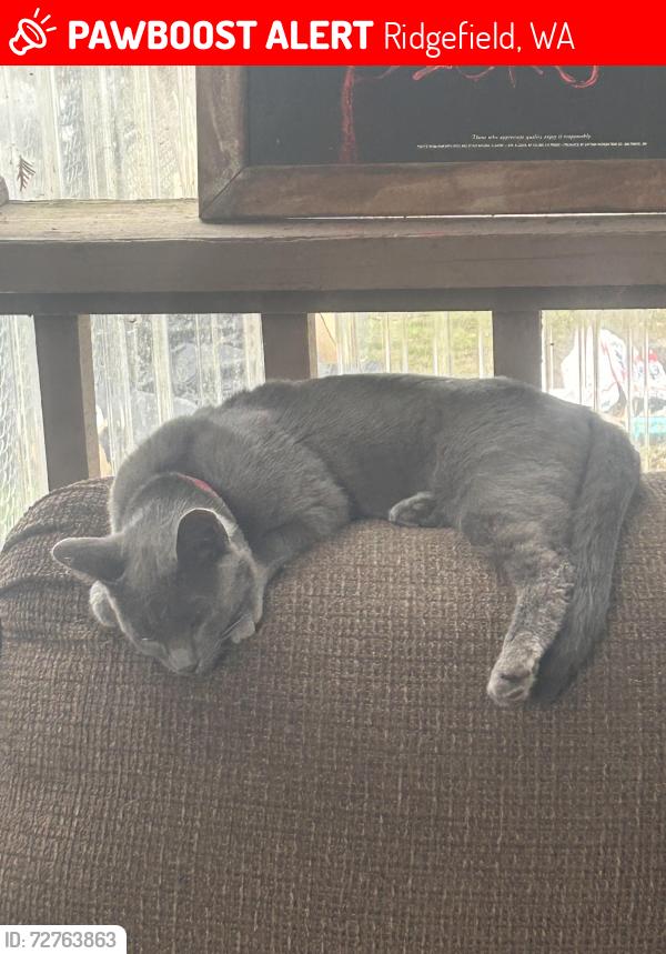 Lost Male Cat last seen 51st avenue ridgefield Washington , Ridgefield, WA 98642