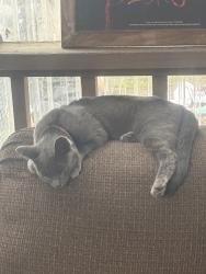 Lost Male Cat last seen 51st avenue ridgefield Washington , Ridgefield, WA 98642
