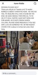 Lost Male Cat last seen Mesquite st  crossroad.  By Methodists church, Lytle, TX 78052