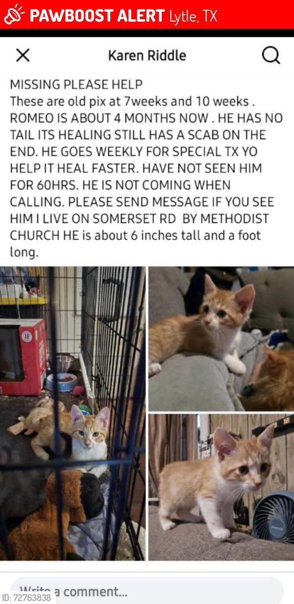 Lost Male Cat last seen Mesquite st  crossroad.  By Methodists church, Lytle, TX 78052