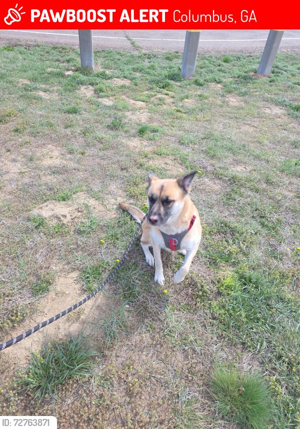 Lost Female Dog last seen Near Victory Dr, Columbus, GA 31903, Columbus, GA 31903